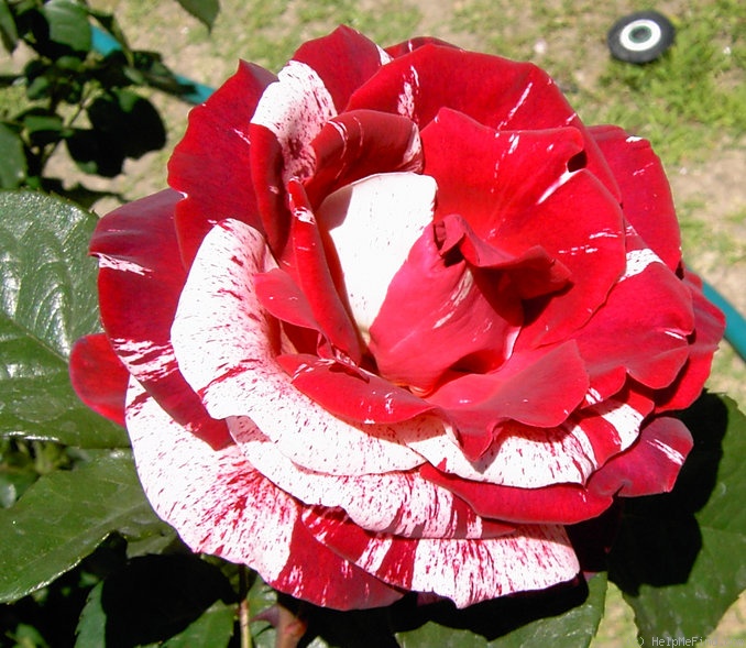 'Henri Matisse ®' rose photo