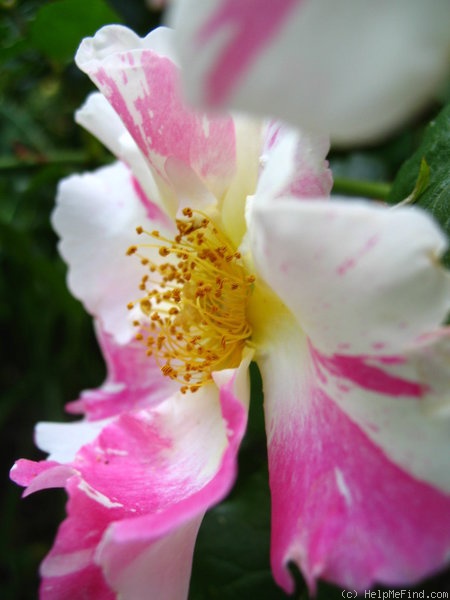 'Soaring Spirits ™' rose photo