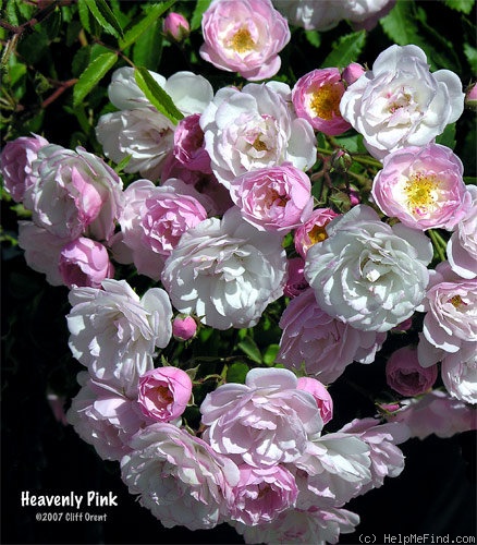 'Heavenly Pink ® (Hybrid Musk, Lens 1997)' rose photo