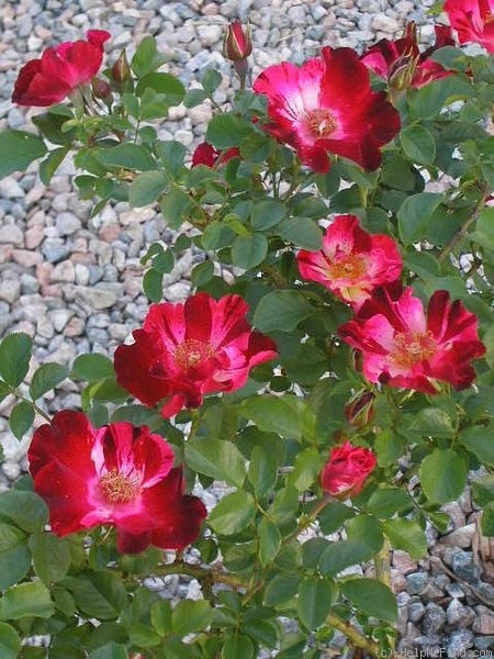 'Fourth of July' rose photo