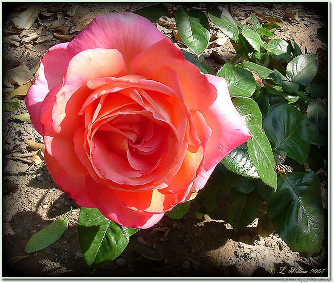 'Chicago Peace' rose photo