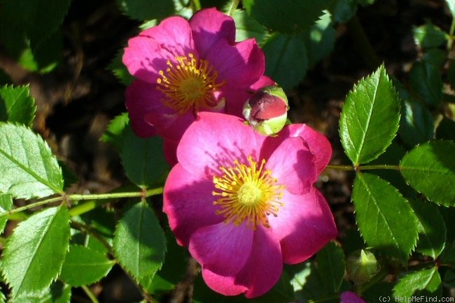 'DayDream ™(shrub, Lim 2004)' rose photo