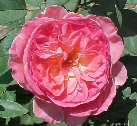 'Liv Tyler ®' rose photo