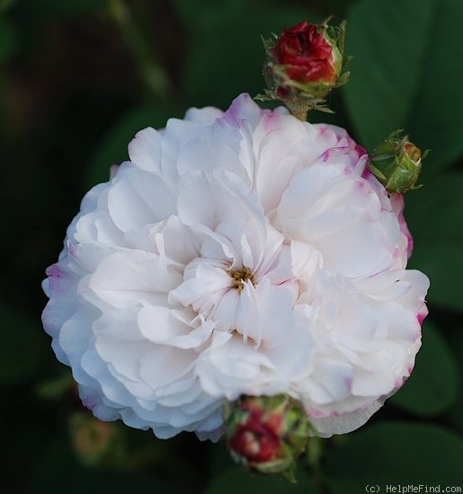 'Léda (damask, Unknown before 1818)' rose photo
