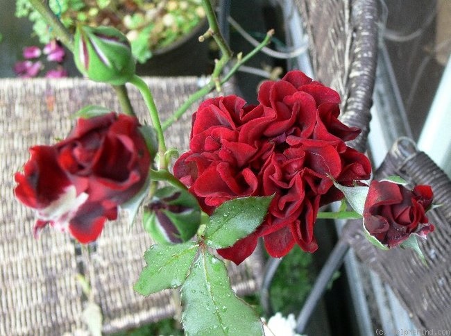 'Don Juan (large flowered climber, Malandrone 1958)' rose photo