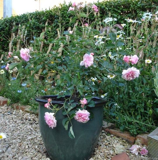 'Felicia (hybrid musk, Pemberton 1926)' rose photo