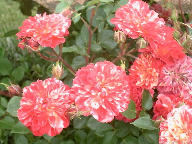 'Bigoudi' rose photo