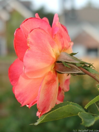 'Granada (hybrid tea, Lindquist, 1963)' rose photo