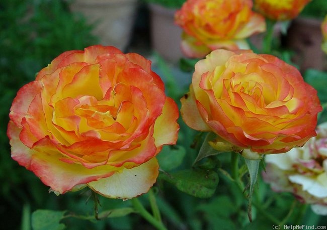 'Tequila Sunrise' rose photo