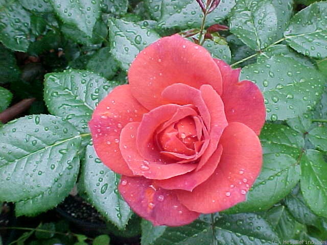 'Hot Cocoa ™ (Floribunda, Carruth 2001)' rose photo