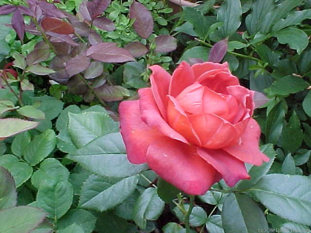 'Hot Cocoa ™ (Floribunda, Carruth 2001)' rose photo