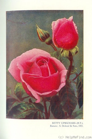 'Betty Uprichard' rose photo