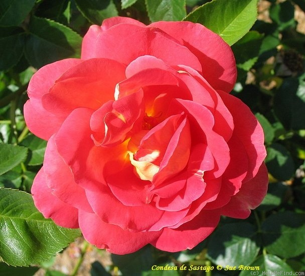 'Condesa de Sástago (hybrid tea, Dot 1930)' rose photo