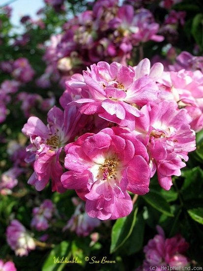 'Veilchenblau (Rambler, Schmidt 1909)' rose photo