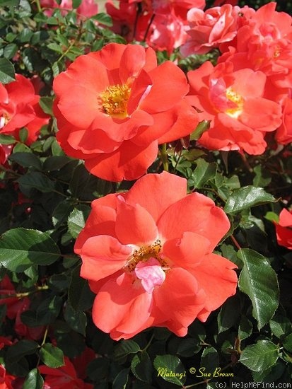 'Matangi ®' rose photo