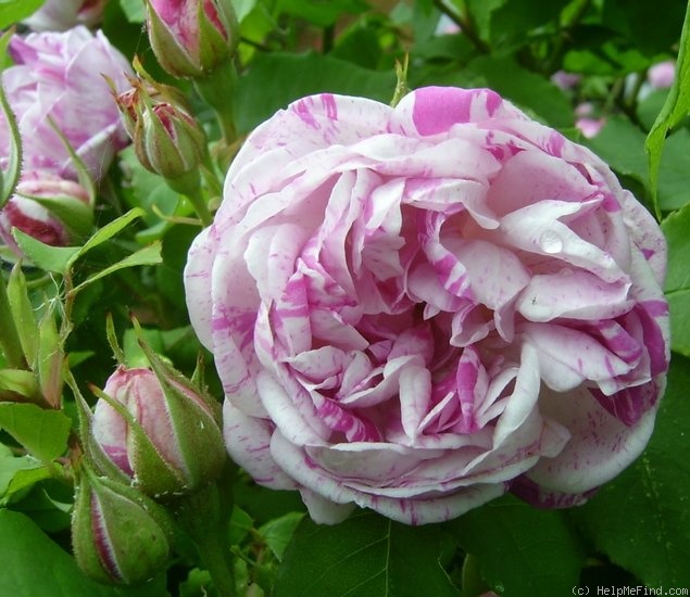 'Honorine de Brabant (Bourbon, Tanne, 1916)' rose photo