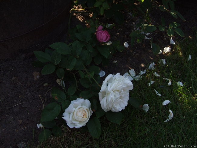 'Winchester Cathedral ®' rose photo