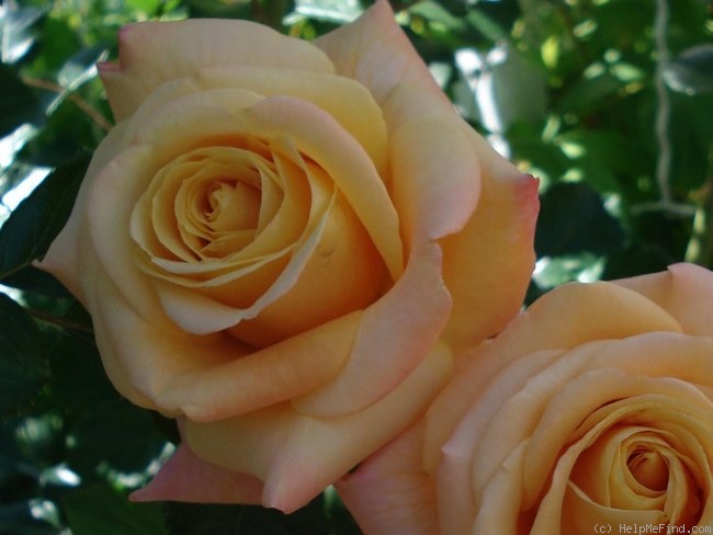 'Amber Flush' rose photo
