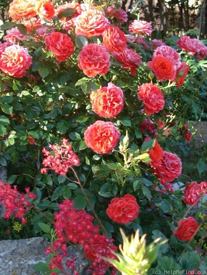 'Venise ® (miniature, Adam, 1997)' rose photo