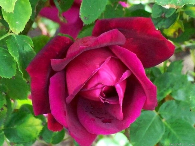 'Chrysler Imperial (Hybrid Tea, Lammerts, 1952)' rose photo