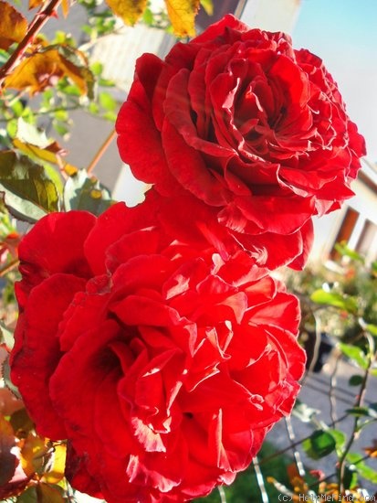 'Velvet Fragrance (Hybrid Tea, Fryer before 1985)' rose photo