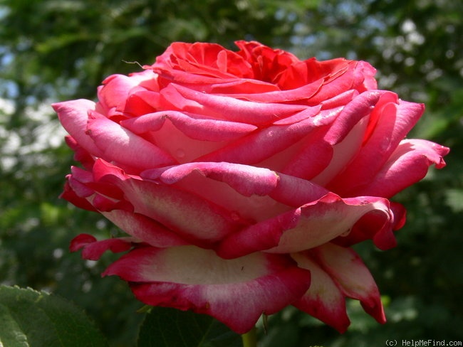 'Fair Lady (hybrid tea, Pflanzen-Kontor, 2000)' rose photo