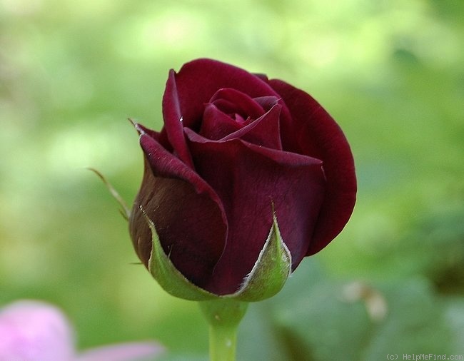 'Astrid Gräfin von Hardenberg' rose photo