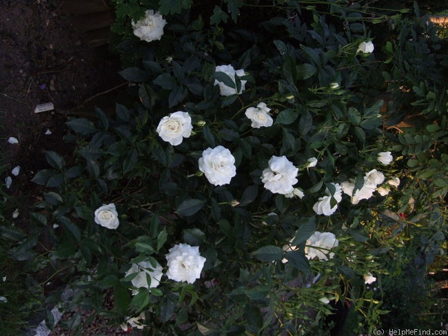 'Winchester Cathedral ®' rose photo