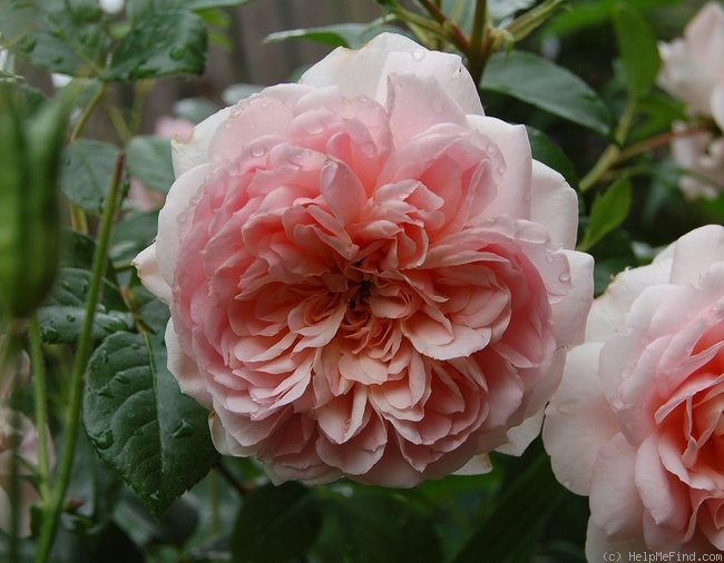 'Wildeve' rose photo