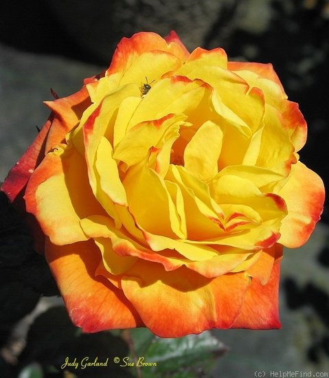 'Judy Garland' rose photo