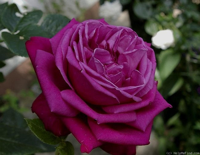 'Senteur Royale ® (hybrid tea, Tantau 2004)' rose photo