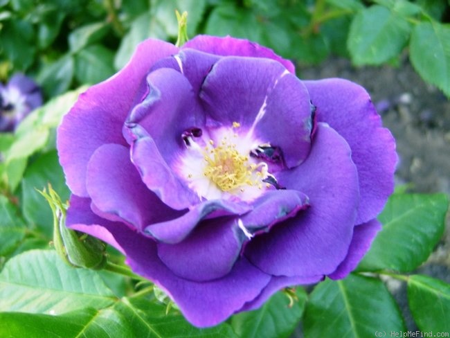 'Rhapsody in Blue ™' rose photo
