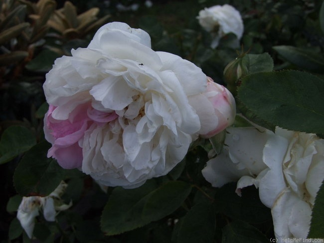 'Winchester Cathedral ®' rose photo