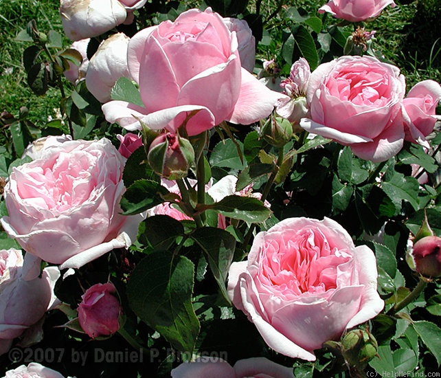 'Pretty Jessica' rose photo