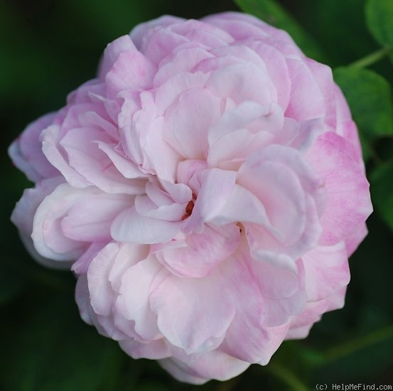 'Madame Jules Finger (hybrid tea, Guillot 1893)' rose photo