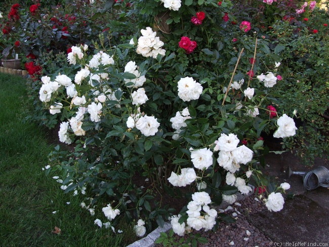 'Iceberg (floribunda, Kordes 1958)' rose photo