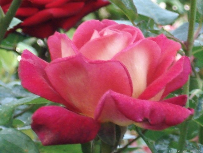 'Macha Méril ®' rose photo