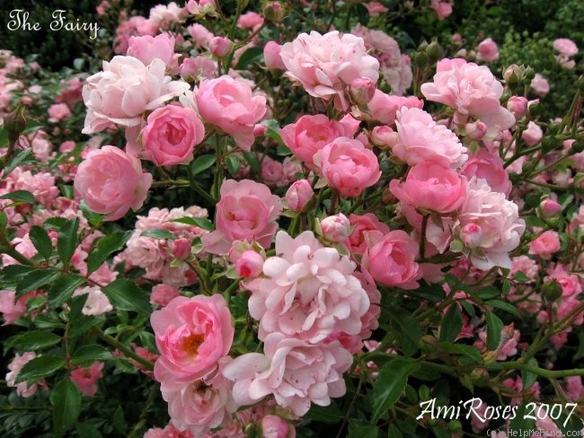 'The Fairy' rose photo