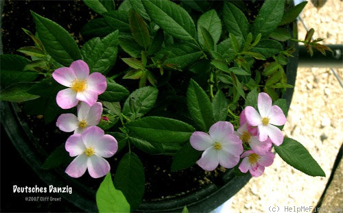 'Deutsches Danzig' rose photo