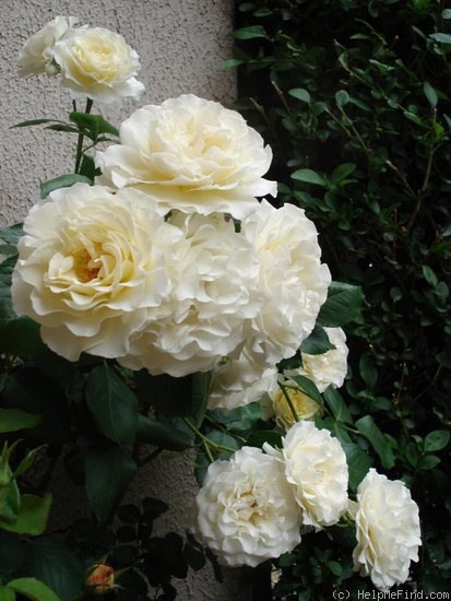 'Lilian Baylis' rose photo