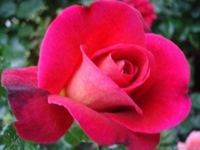 'Macha Méril ®' rose photo