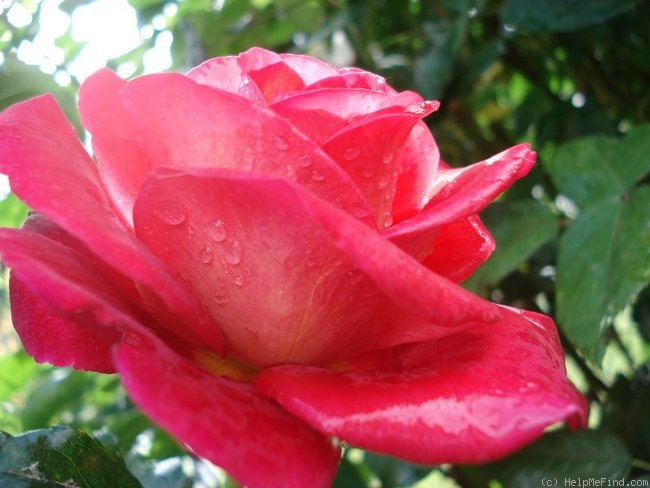 'Macha Méril ®' rose photo