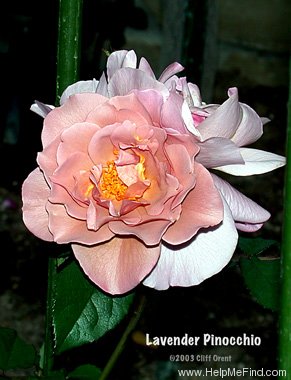 'Lavender Pinocchio (Floribunda, Boerner, 1948)' rose photo