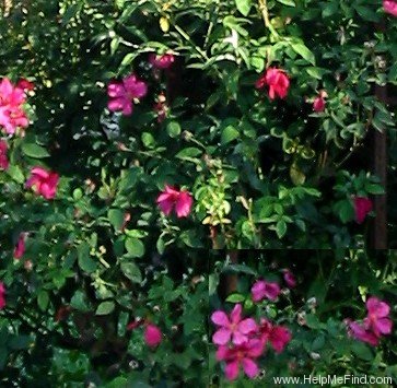 'Mutabilis (china, Unknown, before 1894)' rose photo