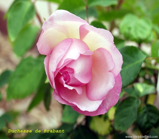 'Duchesse de Brabant' rose photo