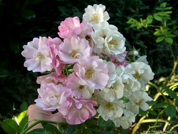'Thalia (rambler, Schmitt, 1892)' rose photo