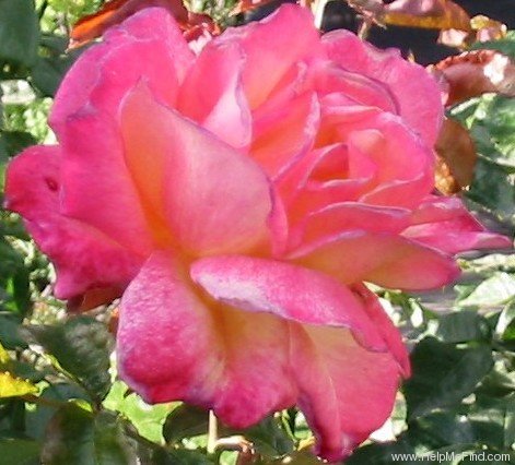'Sheila's Perfume (Floribunda, Sheridan before 1979)' rose photo