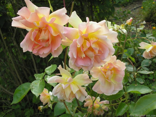 'Helen Hayes' rose photo