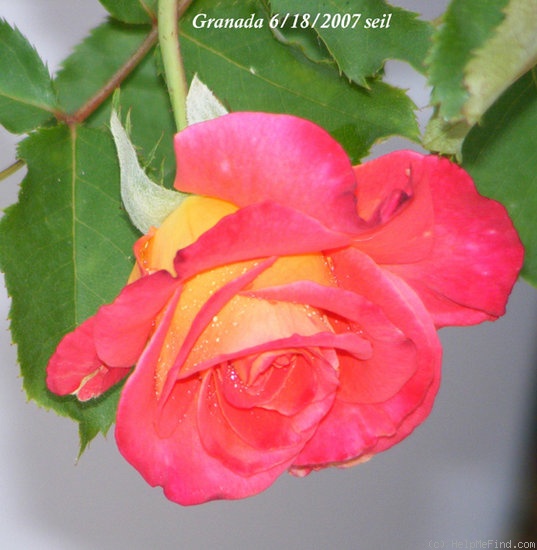 'Granada (hybrid tea, Lindquist, 1963)' rose photo