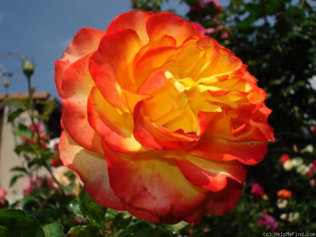 'Tequila Sunrise' rose photo